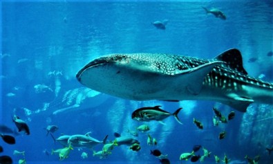 non-eveniet-aut-in-voluptatem